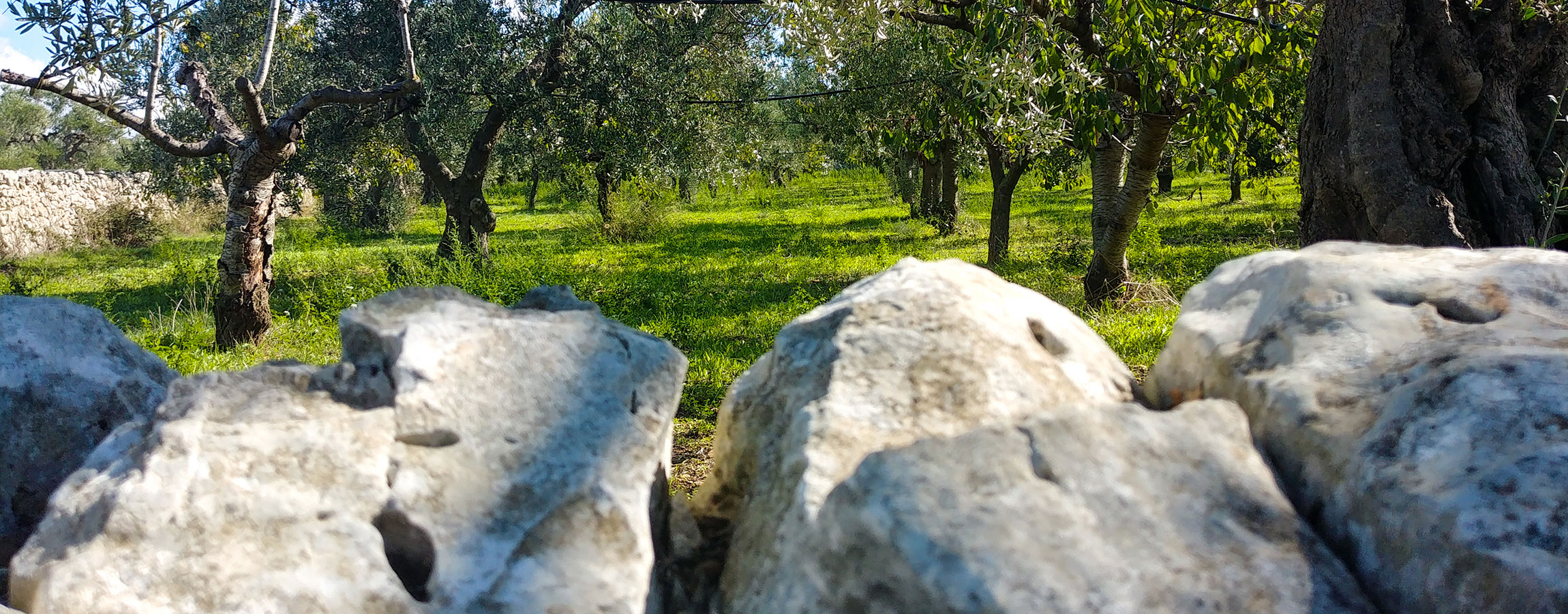 Cantina dei Fragni / Azienda Agricola Masseria Procida