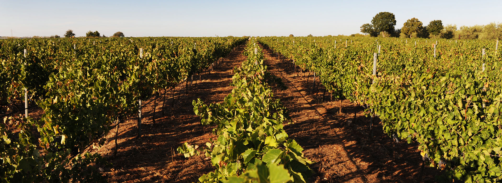 Cantina dei Fragni / Azienda Agricola Masseria Procida